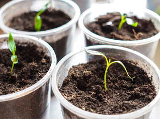 Green organic sprout plants for growing
