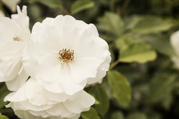 Close-up of a rose in spring, rose bloom, purple, pink, white, green, yellow
