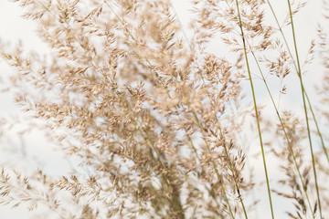 various ornamental grasses in spring