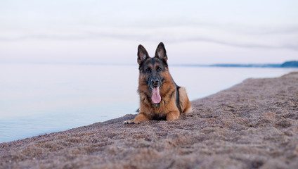 Summer, dawn on a sandy beach, a German shepherd dog lying on the beach by the water on the beach