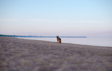 Summer, dawn on a sandy beach, a German shepherd dog stands on the beach
