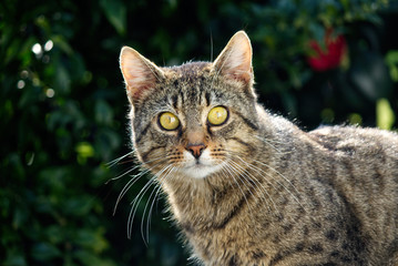 tigre 2