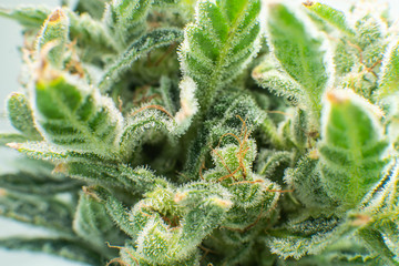 Fresh green weed In details. Macro trichomes of cannabis. Sativa CBD THC in Pot. Marijuana bud...