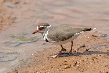 One threebanded plover at a dam in Mokala National Park in South Africa