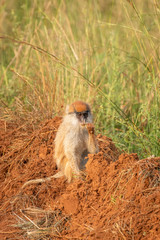 Patas monkey or hussar monkey eating, Murchison Falls National Park, Uganda.