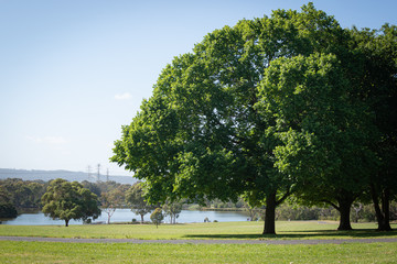 trees in park