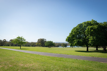 trees in the park