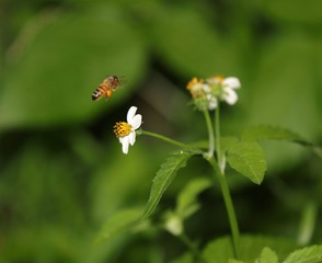 Bee hovering over an orange and white flower trying to get pollen with a nice green background