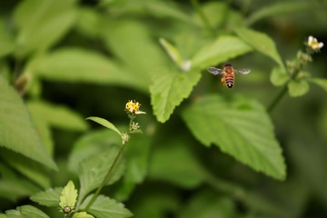 Bee hovering over an orange and white flower trying to get pollen with a nice green background