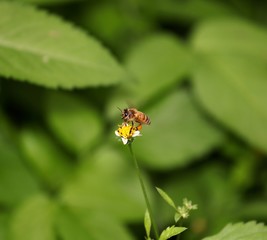 Naklejka premium Bee hovering over an orange and white flower trying to get pollen with a nice green background