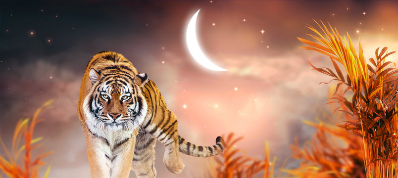 Fantasy tiger walking in jungles with palm trees on fabulous magical night  sky background with crescent moon, shining stars and clouds, fairy tale  valley, fantastic artistic wide panoramic banner Stock Photo |