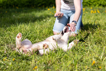 Puppy shepard walks outdoor at summer day