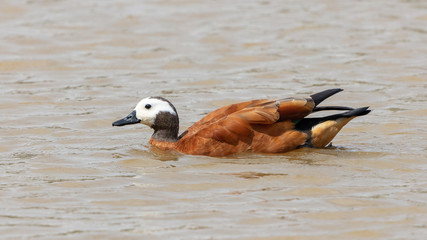 One South African shelduck swimming on a dam in Mokala National Park in South Africa