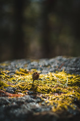 beech on the ground