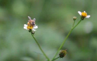 Bee hovering over an orange and white flower trying to get pollen with a nice green background
