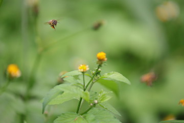 Bee hovering over an orange and white flower trying to get pollen with a nice green background