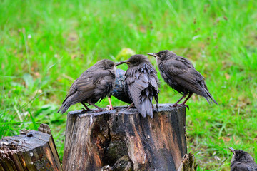 Junge Stare betteln um Futter	