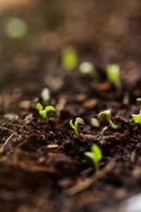 Lettuce seedlings. Starting urban vegetable garden. 