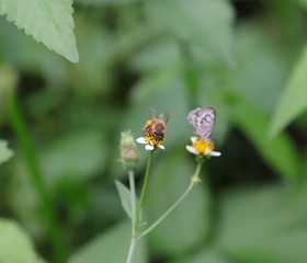 Bee hovering over an orange and white flower trying to get pollen with a nice green background