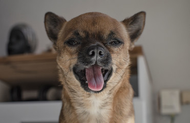 Smile of a happy chihuahua in quarantine at home during the coronavirus pandemic. Selective focus on its tongue