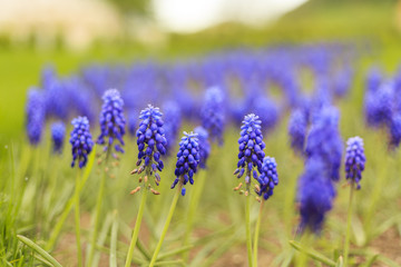 Close up of lavender flower in spring, violett, green, purple, blue