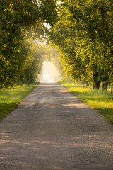 Fototapeta na wymiar Road of Moravian Tuscany, countryside tree path, Czech Republic, summer time, green trees 