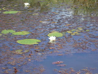 water lily in pond