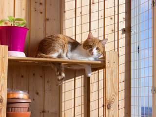 Red cat lying on the loggia
