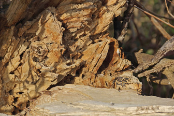 Morsches Holz