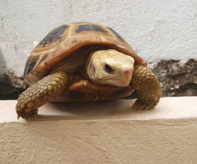 Isolated close up view of land tortoise. The elongated tortoise (Indotestudo elongata) is Asia and Indian species. Tortoise sitting on parapet. Testudo elongated tortoises at zoo.