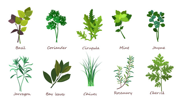 Cooking herbs illustration set. Basil, coriander, mint. Food concept. Can be used for topics like meal, plant, gourmet