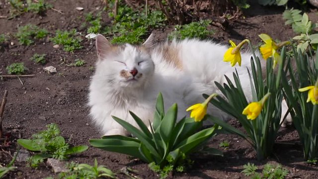 Happy gray and white cat with a pink nose sniffs spring air, lies on the ground near the flowers on a sunny day