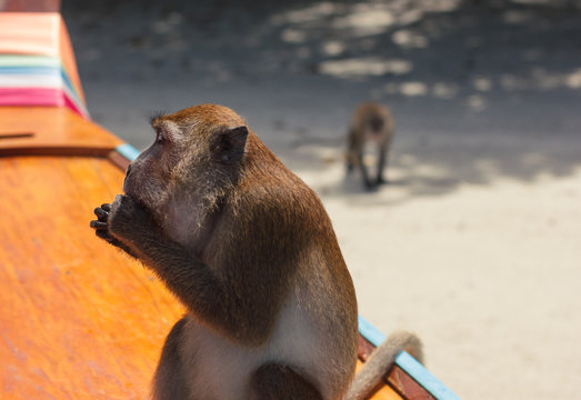 Monkey Sitting On A Boat In Profile And Eating While Her Fellow Comes From The Shadow