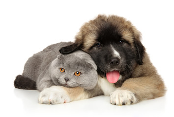 Obraz premium Cat and puppy on a white background