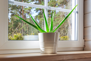 White window in a rustic wooden house overlooking the garden, pine forest. Aloe Vera in white pot on windowsill - obrazy, fototapety, plakaty