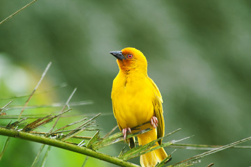 Weaving bird  (Golden Palm Weaver - Ploceus bojeri) perching on palm