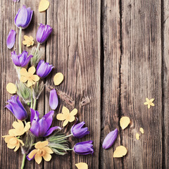 spring purple and yellow  flowers on old wooden background