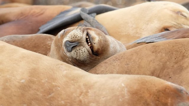 Sea Lion (Zalophus) colony relax on the coast near the town of Caleta Olivia in Argentina
