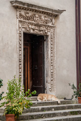 Fototapeta na wymiar A dog lying at the entrance to an old house
