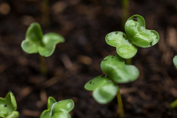 Radish seedlings growing indoor in containers. Starting urban vegetable garden. Nurticious microgreens