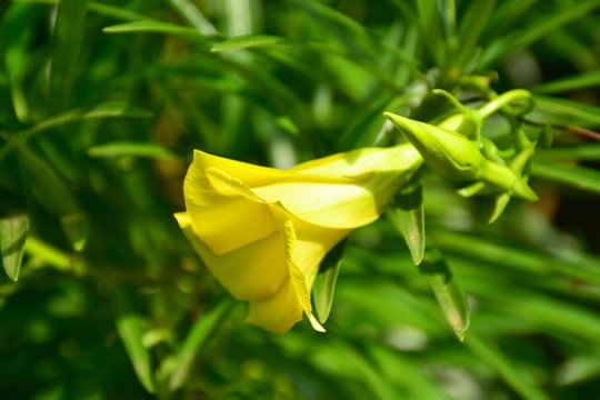 flowering Yellow Oleander Cascabela thevetia, an evergreen tropical shrub or small tree Swaziland,southern Africa,