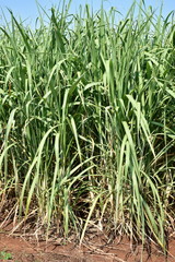 sugar cane growing in eastern part of South Africa