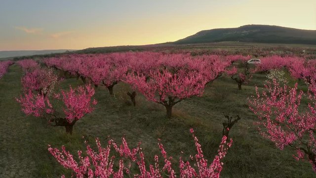 Orchard blooming spring garden at sunset. Nature composition.