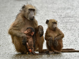 cute wet chacma baboons during rain siting on warm tarred road,Hluhluhwe game reserve,South Africa