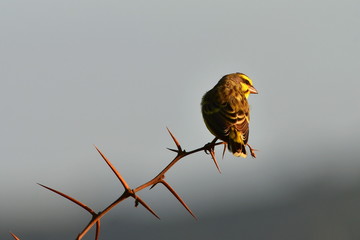 yellow fronted canary bird in Hluhluwe game reserve in South Africa
