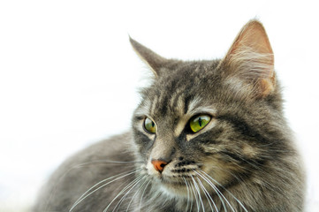 close-up gray fluffy Persian kitty Maine coon. the head of a cat with green eyes, a serious guarded...