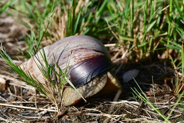 Giant african snail achatina fulica
