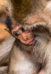 Monkey cub holds mother’s chest in mouth