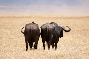African landscape Cape race buffalo herd, Serengeti, Tanzania