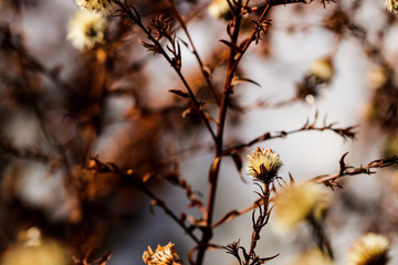 Wild flowers and stems of dry dead grass under the sun form dynamic composition.